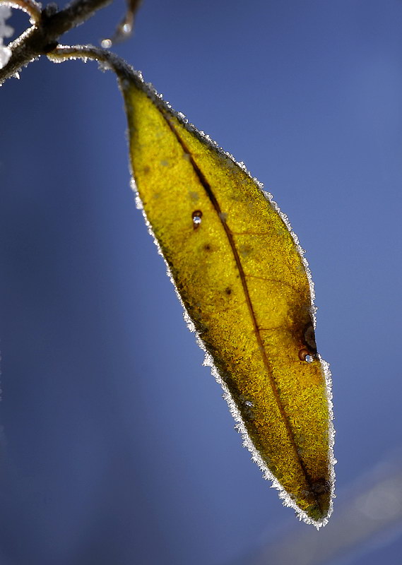 Winter BlattWinter _DDC8984 Kopie.jpg